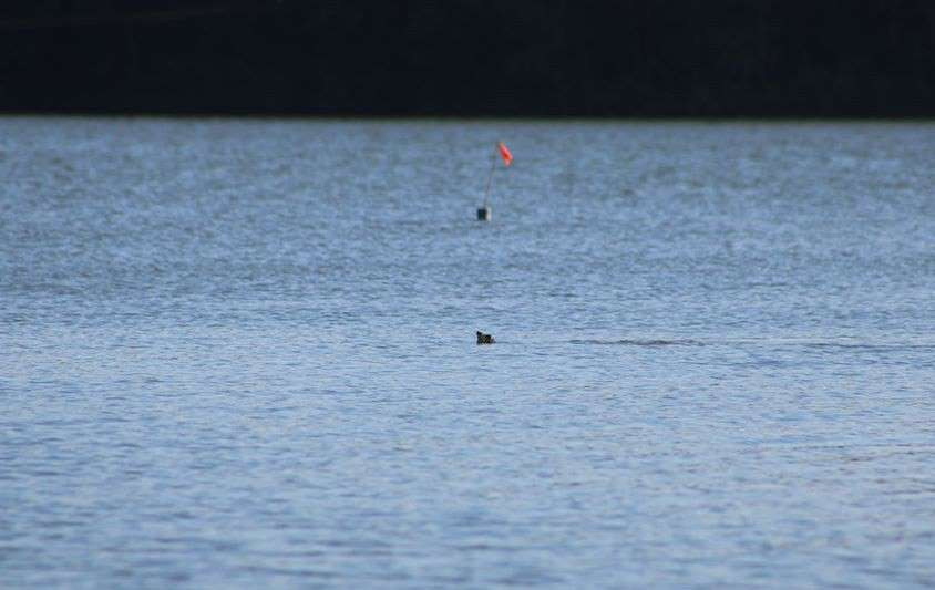 Việt Nam đến nay chưa xác định được giới tính của hai con rùa Hoàn Kiếm.