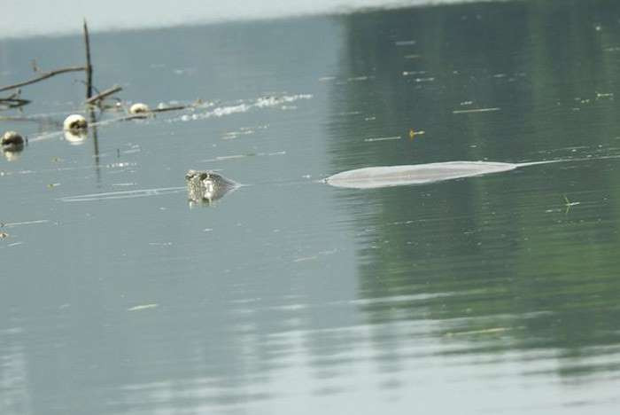 Con thứ 4 (giới tính đực) đang sống ở vườn thú Tô Châu, Trung Quốc. Năm 2018, rùa cái ở Trung Quốc chết, khiến hy vọng khôi phục quần thể rùa quý hiếm nhất thế giới trở nên khó khăn hơn.