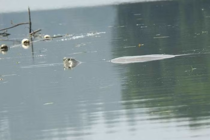 Con thứ 4 (giới tính đực) đang sống ở vườn thú Tô Châu, Trung Quốc. Năm 2018, rùa cái ở Trung Quốc chết, khiến hy vọng khôi phục quần thể rùa quý hiếm nhất thế giới trở nên khó khăn hơn.