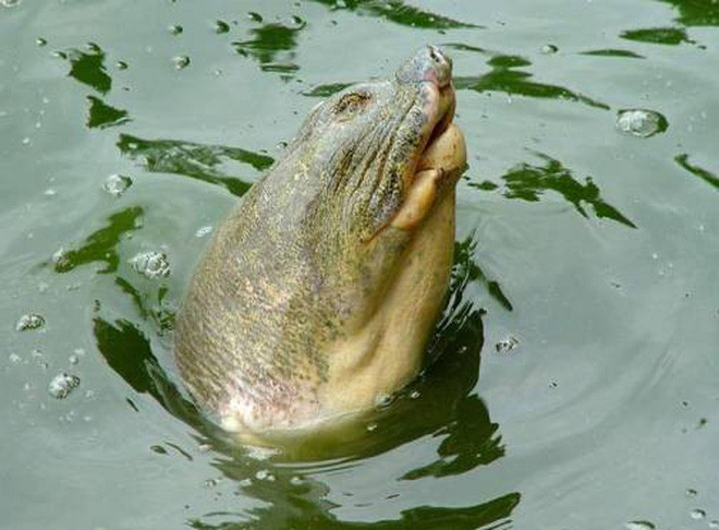 Năm 2018, UBND thành phố Hà Nội đã ban hành kế hoạch bảo tồn rùa Hoàn Kiếm tại Việt Nam trong đó có kế hoạch bắt bẫy cá thể rùa Hoàn Kiếm ở hồ Đồng Mô và Xuân Khanh, xác định giới tính, thực hiện ghép đôi sinh sản, nếu được. Tuy nhiên, kế hoạch này đến nay chưa thực hiện.