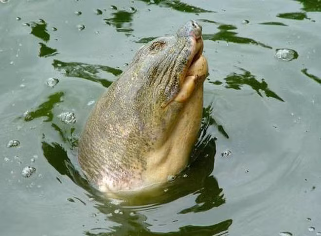 Năm 2018, UBND thành phố Hà Nội đã ban hành kế hoạch bảo tồn rùa Hoàn Kiếm tại Việt Nam trong đó có kế hoạch bắt bẫy cá thể rùa Hoàn Kiếm ở hồ Đồng Mô và Xuân Khanh, xác định giới tính, thực hiện ghép đôi sinh sản, nếu được. Tuy nhiên, kế hoạch này đến nay chưa thực hiện.