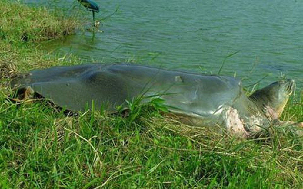 Theo giả thuyết của PGS Hà Đình Đức, Rùa Hồ Gươm có thể có nguồn gốc từ Lam Kinh, Thanh Hóa, cùng quê với vua Lê Lợi, và được vua Lê thả vào Hồ Gươm, vì trước đó không có thông tin gì về loài rùa lớn nào tại Thăng Long[11] Theo GS Lê Trần Bình, so sánh cho thấy mẫu ADN của rùa hồ Gươm giống rùa Quảng Phú - Thanh Hóa.