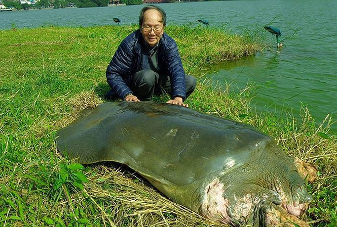 Hồ Đồng Mô là địa điểm ghi nhận rùa Hoàn Kiếm (Rafetus swinhoei) hoang dã đầu tiên trên thế giới vào năm 2007.