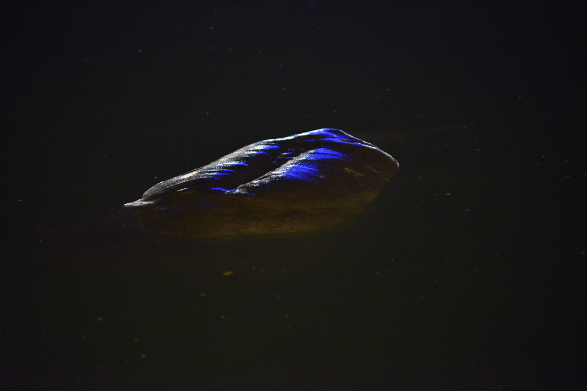 Hình ảnh ra đi của cụ rùa tại hồ Hoàn Kiếm ngày 19/1/2016.