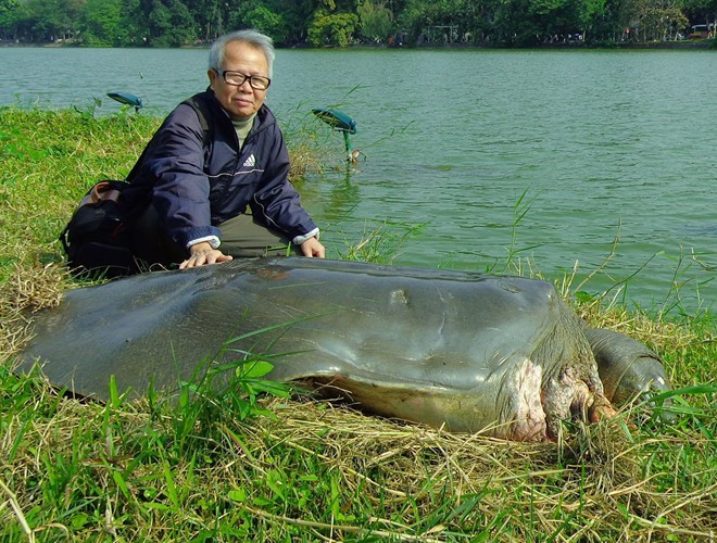 Loài Giải Sin-hoe (Rafetus swinhoei) còn có tên gọi khác là rùa Hoàn Kiếm, là loài rùa nguy cấp, quý hiếm nhất thế giới.