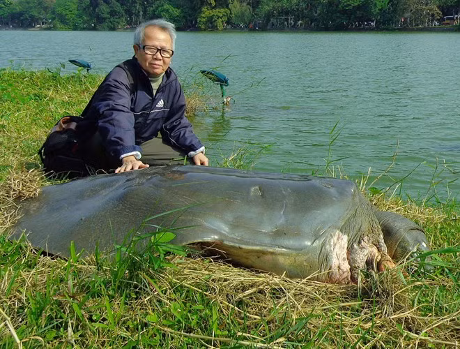 Loài Giải Sin-hoe (Rafetus swinhoei) còn có tên gọi khác là rùa Hoàn Kiếm, là loài rùa nguy cấp, quý hiếm nhất thế giới.