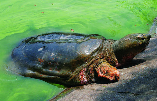 Các cán bộ thực địa của ATP tin rằng họ đã nhìn thấy loài đó nhiều lần từ năm 2011.