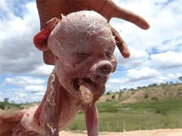 Trên thế giới xuất hiện không ít trường hợp động vật sinh ra con nhìn như quái vật, thậm chí có khuôn mặt giống người.