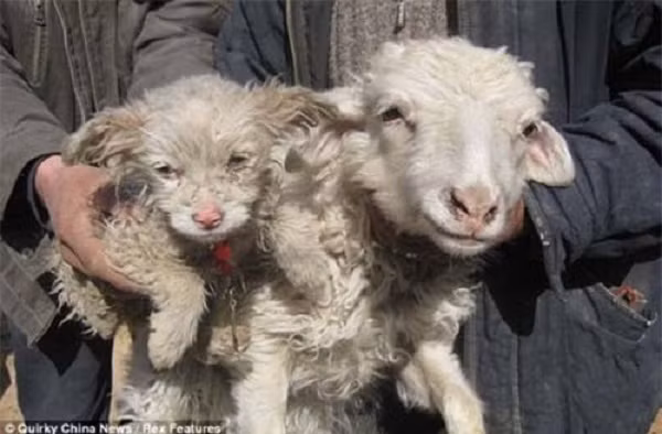 Nếu nghĩ rằng đây là một cặp chó và cừu thì bạn đã lầm, bởi con vật bên trái kia là một con cừu sinh ra với khuôn mặt của chó.