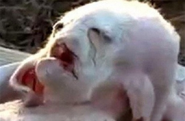 Một chú sơn dương tại Palestine mang hình hài của con người.