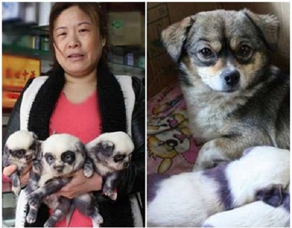Trái lại những con chó con ở một gia đình Trung Quốc này lại được sinh ra với hình hài của gấu trúc.