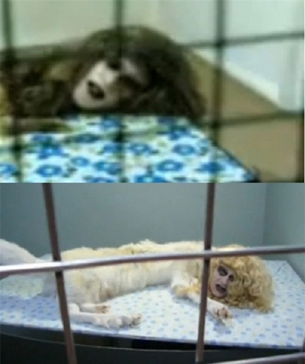 Hình ảnh gây ám ảnh nhất mọi thời đại khi người ta phát hiện dộng vật được cho là chó nhưng sở hữu khuôn mặt như của con người. Bò đẻ ra bê 2 đầu | VTC14. Nguồn: Youtube