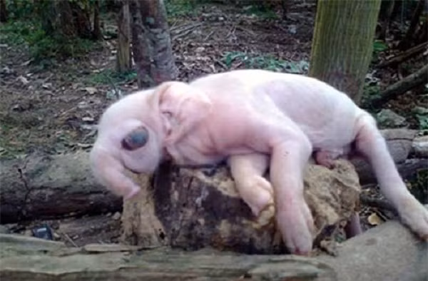 Một trường hợp động vật dị dạng khác ở Thanh Hòa, Thanh Chương, Nghệ An là heo con với cái mũi dài như vòi voi, đôi tai khổng lồ.