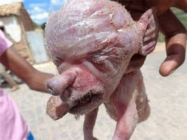 Nếu không tận mắt chứng kiến heo mẹ đẻ, chắc hẳn nhiều người dân địa phương sẽ lầm tưởng con heo này là người ngoài hành tinh.