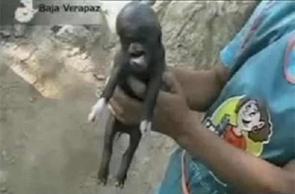 Kỳ dị heo mang hình thù giống người khiến người dân tại Guatemala cảm thấy kinh hãi.