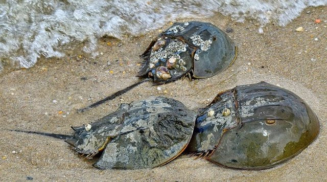 Cua móng ngựa hay còn được gọi là Sam lần đầu được thấy dưới đáy biển vào hơn 300 triệu năm trước, cua móng ngựa đã liên tục xuất hiện kể từ thời điểm đó. Mặc dù không giống với tổ tiên tiền sử, nhưng quá trình tiến hóa của chúng diễn ra từ từ đến mức chúng được coi là “hóa thạch sống”.