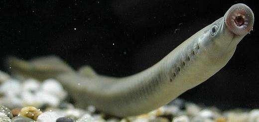 Cá mút đá vẫn sinh sống từ 360 triệu năm trước tới tận ngày nay.