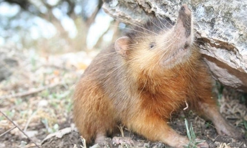 Các chuyên gia phát hiện nhiều bằng chứng cho thấy chuột chù răng khía từng sống cùng thời kỳ với khủng long. Chúng có tên khoa học là solenodon, thuộc nhóm động vật có vú, thường ăn côn trùng và sống về đêm. Chúng cũng có thể sử dụng nọc độc để tấn công con mồi. Ngày nay, chuột chù răng khía sinh sống chủ yếu ở Haiti và Dominica.