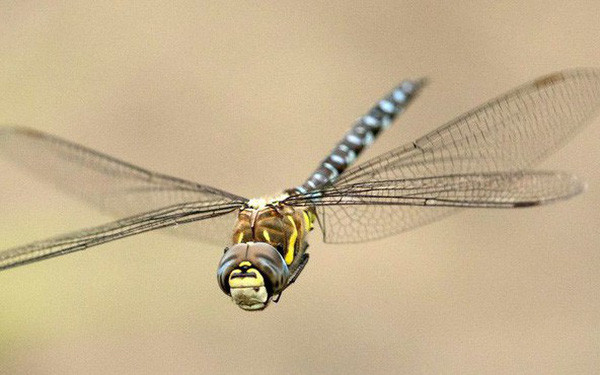 Hoá thạch có niên đại lâu nhất của chuồn chuồn được phát hiện khoảng 285 triệu năm. Hình dáng của loài chuồn chuồn hiện đại ngày nay vẫn giống hệt với những mẫu hoá thạch của tổ tiên chúng.