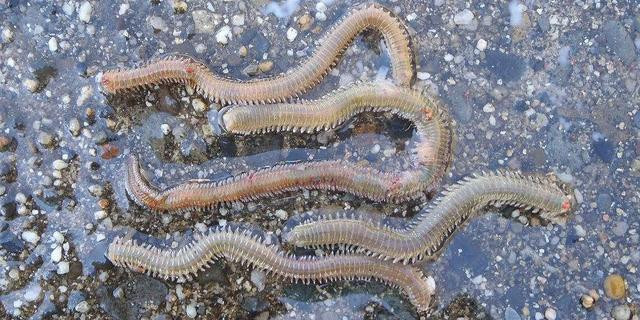 Rươi là loài không thay đổi hay tiến hóa thêm kể từ kỷ Cambri 500 triệu năm trước cho tới tận ngày nay.