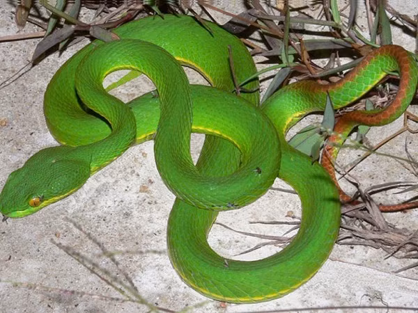 Trong khi rắn lục đuôi đỏ cũng là nỗi khiếp sợ của người dân các tỉnh miền Trung khi chỉ trong vài năm đã có hàng trăm người bị loài rắn độc này lẻn vào gần khu dân cư tấn công.