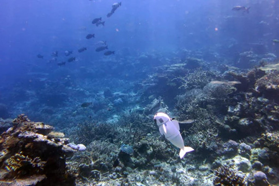 Vỏ ngoài của SoFi là sự kết hợp của cao su silicon mềm, nhựa đàn hồi và các miếng in bằng công nghệ 3D. Phần đuôi gắn động cơ chuyển động êm cho phép SoFi bắt trước cách chuyển hướng và hướng bơi nhanh chóng của các loài cá