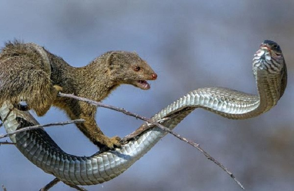 Chính thân hình nhỏ bé giúp cầy mangut có khả năng né đòn mổ của rắn cực kỳ nhanh. Bộ lông dày giúp loài này chống lại chất độc từ rắn.