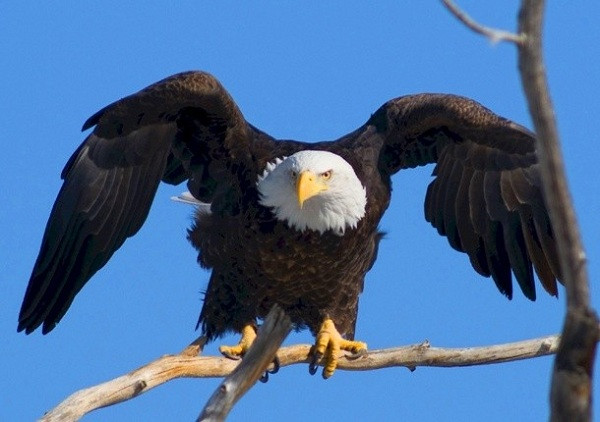 Một trong những loài khiến rắn hổ mang cực độc cũng phải khiếp sợ là chim đại bàng.