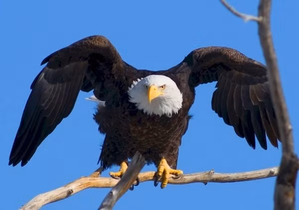 Một trong những loài khiến rắn hổ mang cực độc cũng phải khiếp sợ là chim đại bàng.