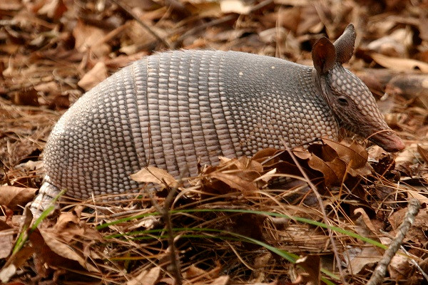 Tê tê armadillos sở hữu bộ vẩy cứng sắc nhọn, có thể giết chết con rắn bằng cách dùng cạnh vẩy cứng cắt đứt thân con rắn.
