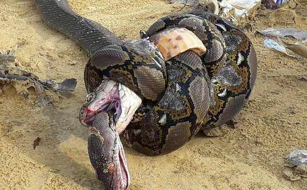 Rắn cũng chính là kẻ thù của rắn. Loài vật nguy hiểm nhất nhì thế giới này thưởng đi săn và ăn thịt lẫn nhau.