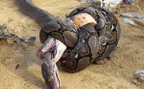 Rắn cũng chính là kẻ thù của rắn. Loài vật nguy hiểm nhất nhì thế giới này thưởng đi săn và ăn thịt lẫn nhau.