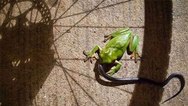 Loài vật nhỏ bé nhưng lại nguy hiểm đối với rắn hổ mang - ếch cây xanh, cũng là con vật có nhiều "scandal" nhất trong giới động vật lưỡng cư.Da của loài ếch này chứa độc tố làm tê liệt con mồi sau đó cắn nuốt rắn độc một cách ngon lành.