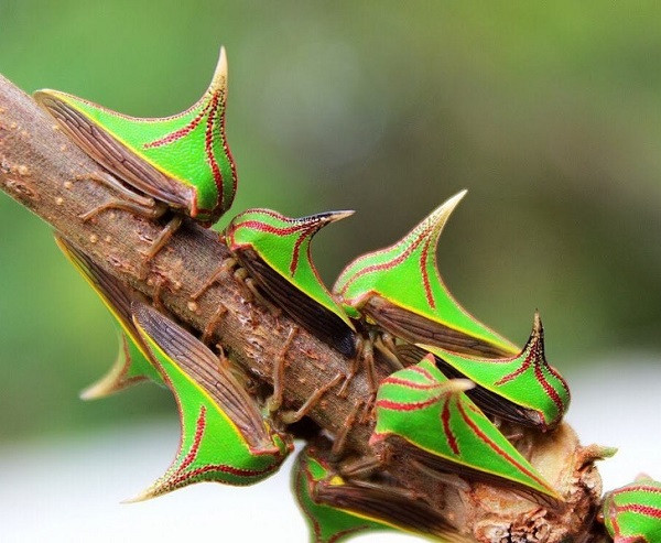 Bất ngờ với 14 loài động vật kỳ dị, không ai tin chúng tồn tại - Hình 5 Bat ngo voi 14 loai dong vat ky di, khong ai tin chung ton tai-Hinh-5