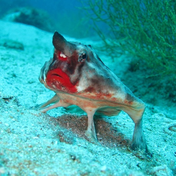 Bất ngờ với 14 loài động vật kỳ dị, không ai tin chúng tồn tại - Hình 14 Bat ngo voi 14 loai dong vat ky di, khong ai tin chung ton tai-Hinh-14