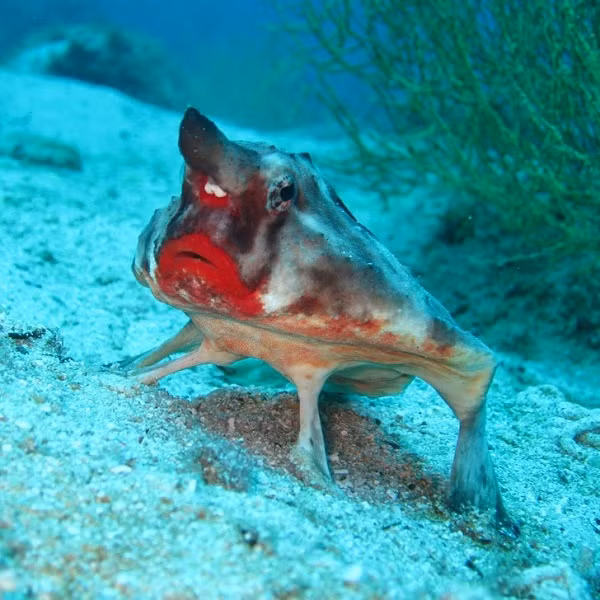 Bat ngo voi 14 loai dong vat ky di, khong ai tin chung ton tai-Hinh-14