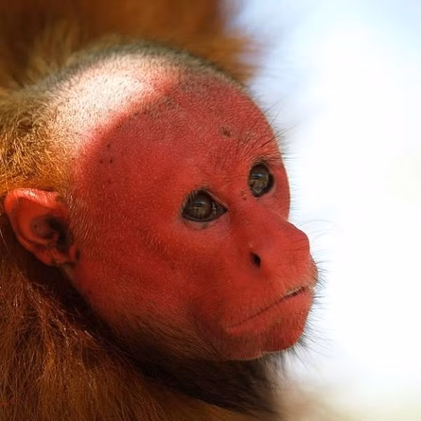 Bat ngo voi 14 loai dong vat ky di, khong ai tin chung ton tai-Hinh-9