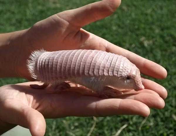 Bat ngo voi 14 loai dong vat ky di, khong ai tin chung ton tai-Hinh-12