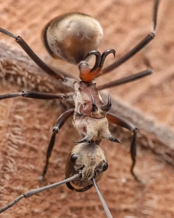 Bat ngo voi 14 loai dong vat ky di, khong ai tin chung ton tai-Hinh-6