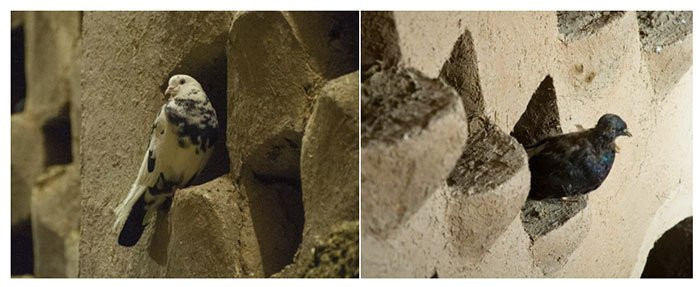 Những con chim không bị bắt và huấn luyện để chui vào tháp mà là chúng bị thu hút theo bản năng, do kiến trúc của tháp giống những gờ đá và kẽ hở nơi chim bồ câu thích làm tổ, giao phối và nuôi con non trong tự nhiên. Những con chim chỉ được cung cấp nơi ở, còn thức ăn thì không. Ban ngày chúng đi kiếm nước và thức ăn. Vào ban đêm, những con chim sẽ trở lại tháp bồ câu.