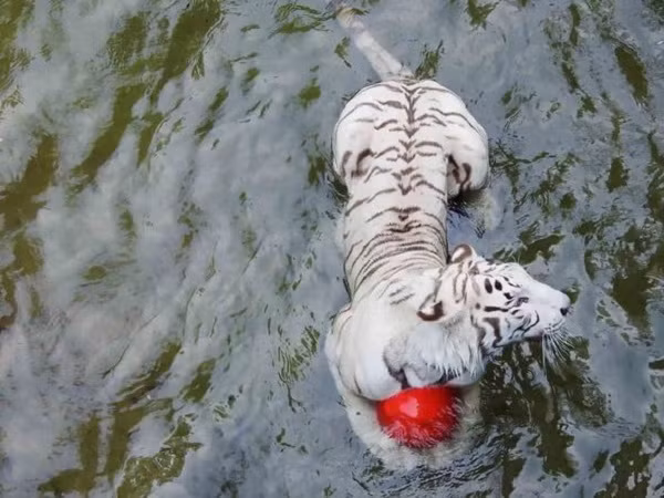 Ho trang tram cam dang thuong di vong tron vo tan tai Trung Quoc-Hinh-4