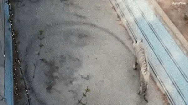 Ho trang tram cam dang thuong di vong tron vo tan tai Trung Quoc-Hinh-2