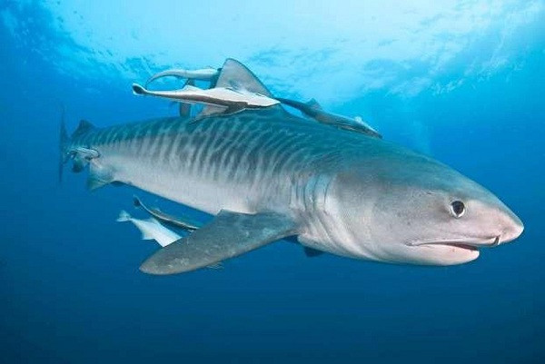 Với một thể hình như thế, cá mập hổ cát ngay khi còn non cũng không sợ bị bất cứ loài vật nào trong đại dương làm phiền. Tới khi trưởng thành, nó diệt mọi con mồi chỉ trong nháy mắt.