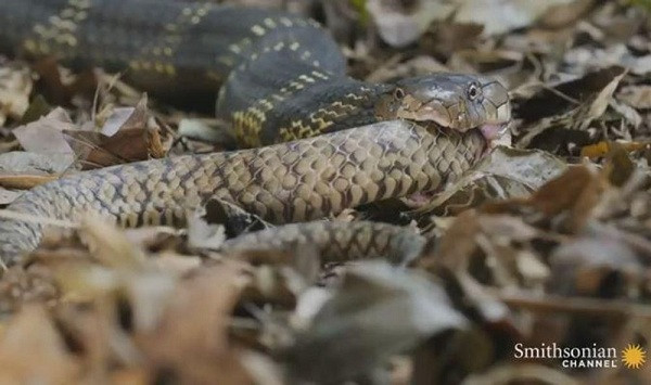 Các nhà nghiên cứu cho rằng đây có thể là hành động giúp rắn mẹ lấy lại chất dinh dưỡng cần thiết để sinh thêm những lứa rắn non khác. Quả thực, trong thế giới hoang dã, rắn là loài động vật ăn thịt đồng loại nổi tiếng nhất nhì.