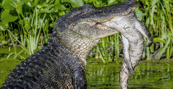 Một kẻ săn mồi nổi tiếng khác của thế giới hoang dã - cá sấu cũng từng gây nên những vụ ăn thịt đồng loại vô cùng ghê rợn.