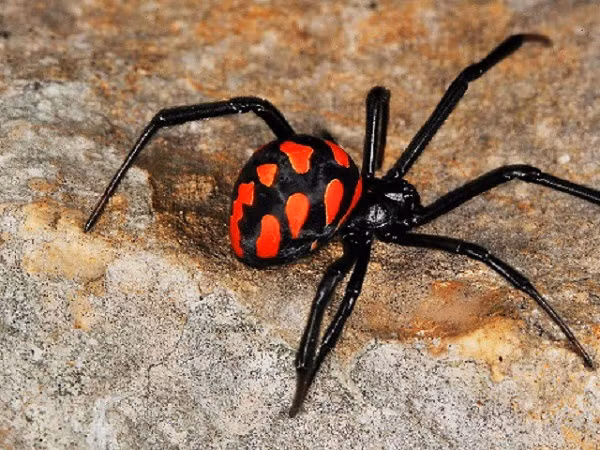 Những con đực sẽ sẽ hi sinh thân mình bằng cách cưỡi lên phần miệng của con cái trong khi giao phối và qua đó chuyển tinh trùng của chúng ngay khi trở thành… bữa ăn của bạn tình.