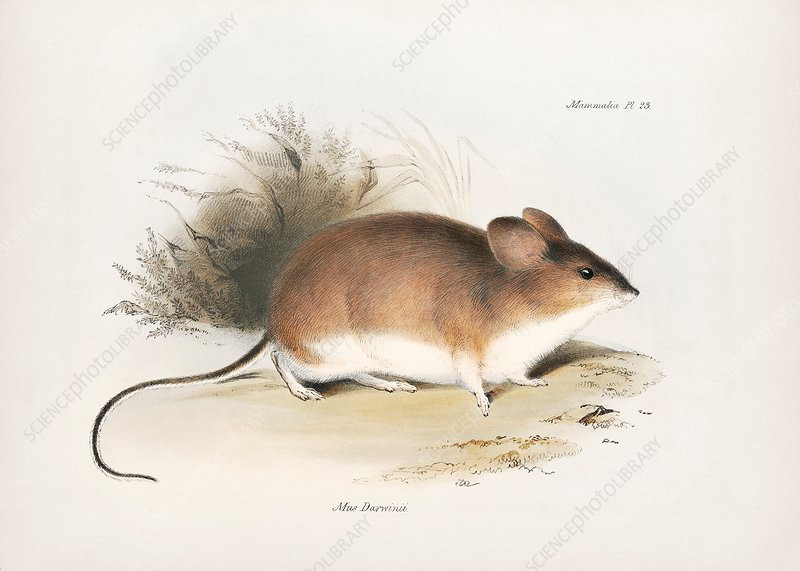 "Chúng tôi sẽ tiếp tục phát triển dòng máy tính mô phỏng não bộ Darwin để có thể đạt được khả năng xử lý tương đương não bộ con người, cung cấp AI mạnh hơn với mức tiêu thụ điện năng cực thấp", đại diện nhóm phát triển cho biết.