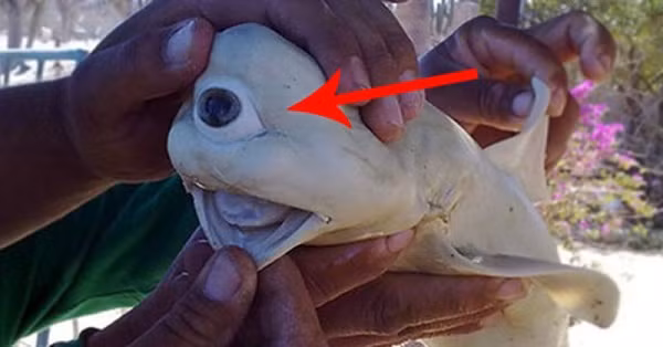  Sinh vật kỳ dị này là cá mập bạch tạng Cyclops một mắt được lấy ra từ bụng của một con cá mập khác ngoài khơi vịnh California, Mỹ.