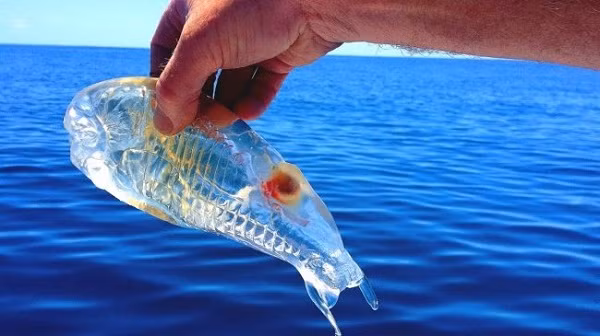 Vật thể trong suốt này là những sinh vật phù du. Chúng hút nguồn CO2 trong nước bơm vào cơ thể để trở nên trong suốt, nhưng cũng nhờ đó mà lượng cacbon trong nước và không khí giảm đi khá nhiều.