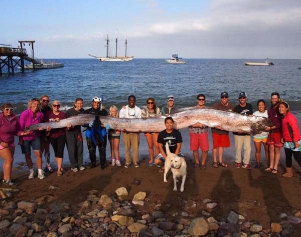 Cá khổng lồ oarfish là loài cá xương dài nhất thế giới được tìm thấy ở California, Mỹ. Phải đến gần 20 người mới nâng được hết cơ thể dài ngoằng của loài cá quái dị này.